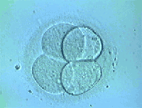 embrion en estadio de cuatro celulas