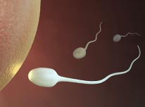 factor masculino sperm